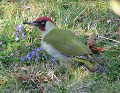 Picus viridis