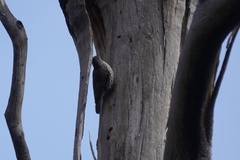 Cormobates leucophaea