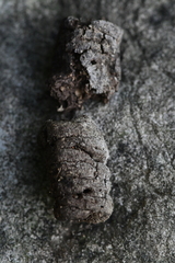Trachypithecus leucocephalus