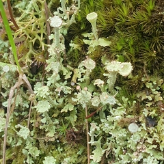 Cladonia pyxidata