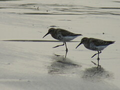 Calidris alpina