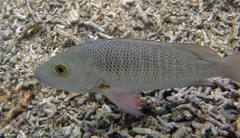 Mangrove Snapper