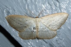 Orthoclydon praefectata