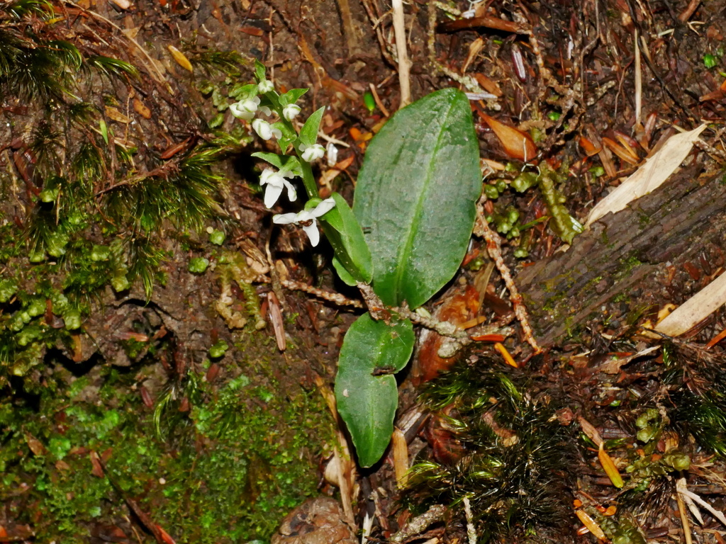 Platanthera brevicalcarata