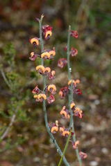Daviesia brevifolia