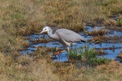 Egretta novaehollandiae