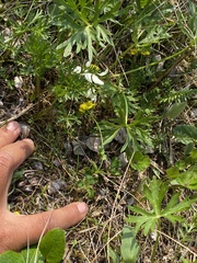 Draba ogilviensis