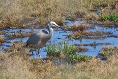 Egretta novaehollandiae