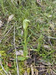 Pterostylis