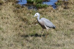 Egretta novaehollandiae