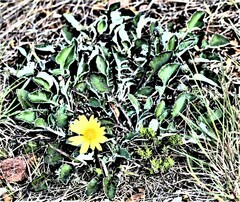 Gazania