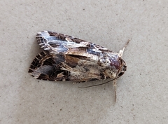 Spodoptera litura
