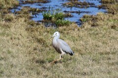 Egretta novaehollandiae