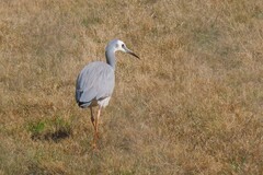 Egretta novaehollandiae
