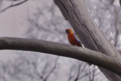 Platycercus elegans adelaidae