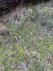 Pterostylis