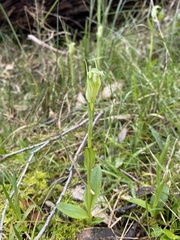 Pterostylis