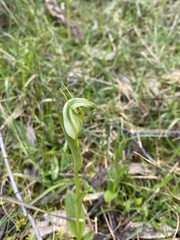 Pterostylis