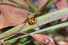 Paropsisterna octomaculata