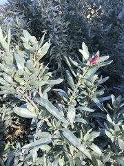 Atriplex cinerea