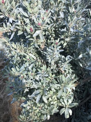 Atriplex cinerea