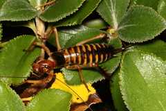 Hemideina crassidens