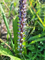 Lachenalia mutabilis