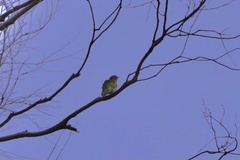 Chrysococcyx basalis