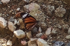 Danaus genutia