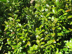 Buxus sempervirens