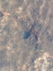 Hyla sarda