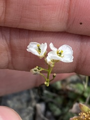Draba