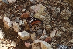 Danaus genutia