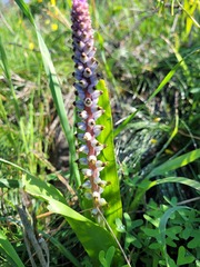 Lachenalia mutabilis