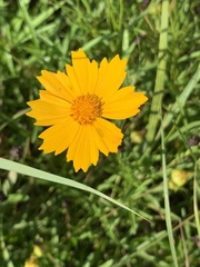Coreopsis lanceolata