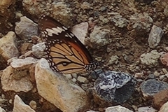 Danaus genutia