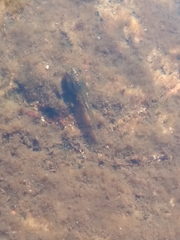 Hyla sarda
