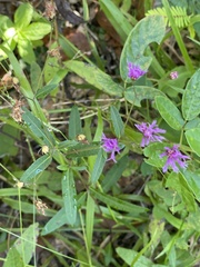 Vernonia blodgettii