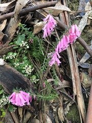 Epacris impressa