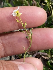 Draba
