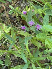 Vernonia blodgettii