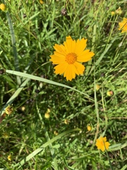 Coreopsis lanceolata