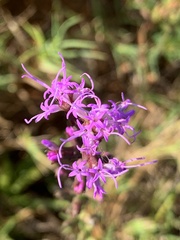 Liatris pilosa