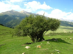 Berberis sphaerocarpa