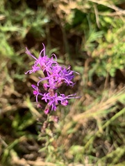 Liatris pilosa