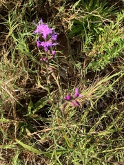 Liatris pilosa