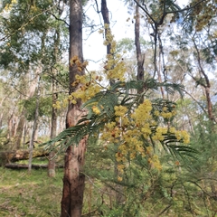 Acacia dealbata
