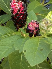 Phytolacca acinosa