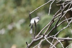 Rhipidura albiscapa