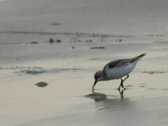 Calidris alpina
